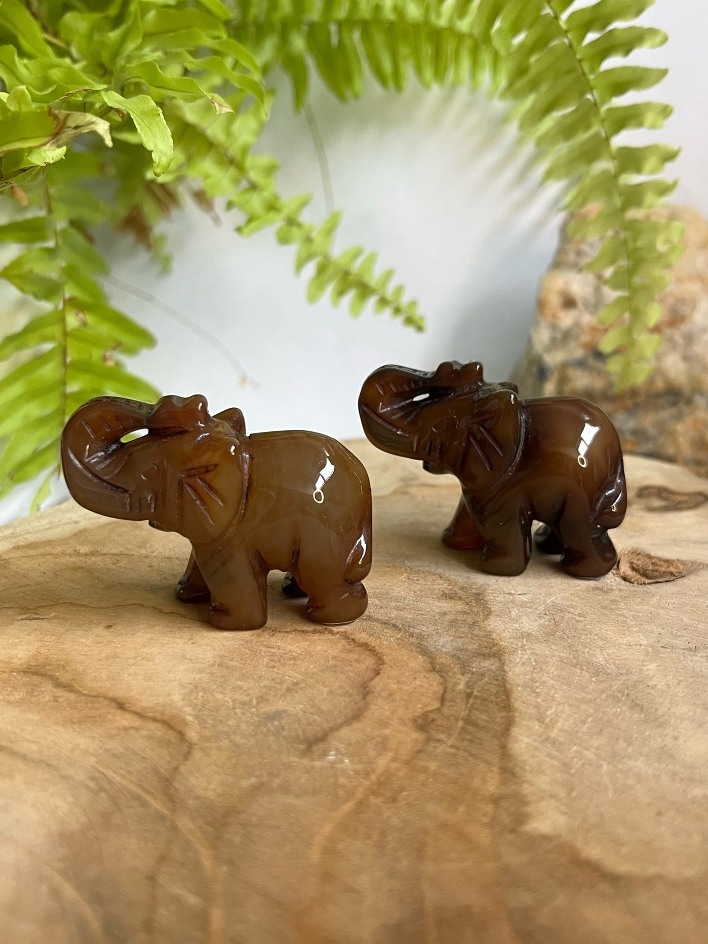 Bruine olifant #01 links
