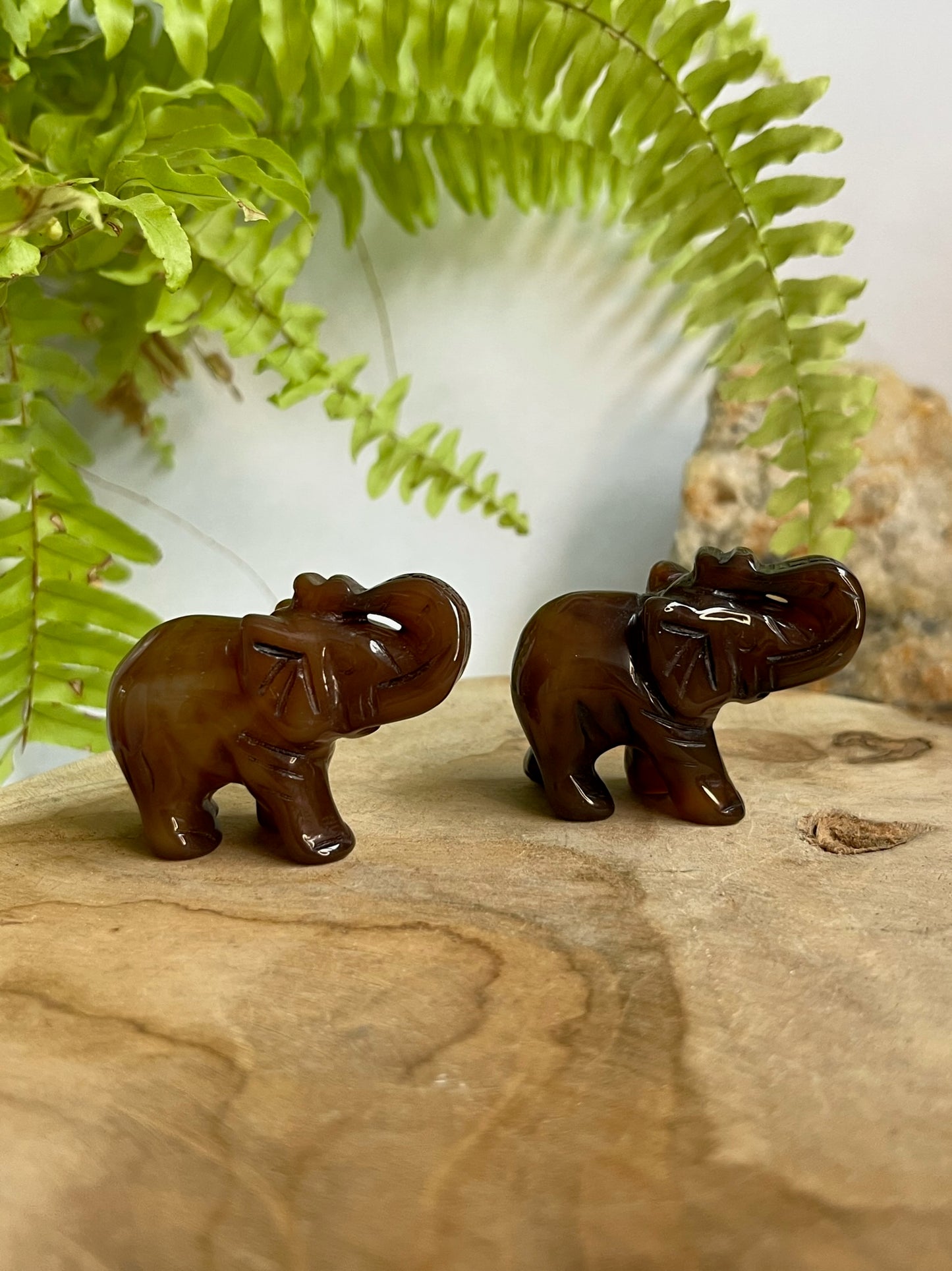 Bruine olifant #01 links