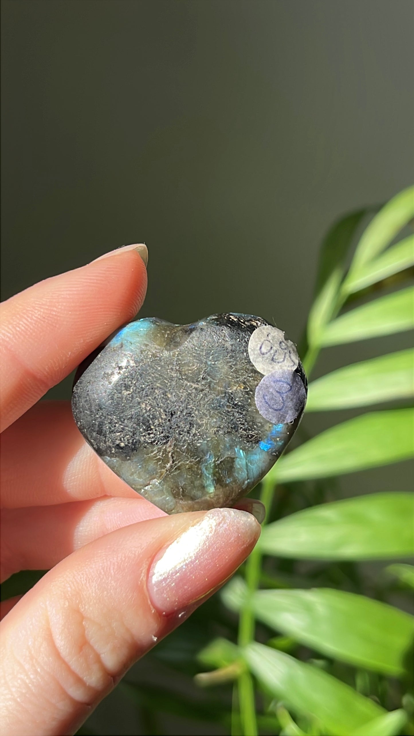 Labradoriet Hart blauw #03