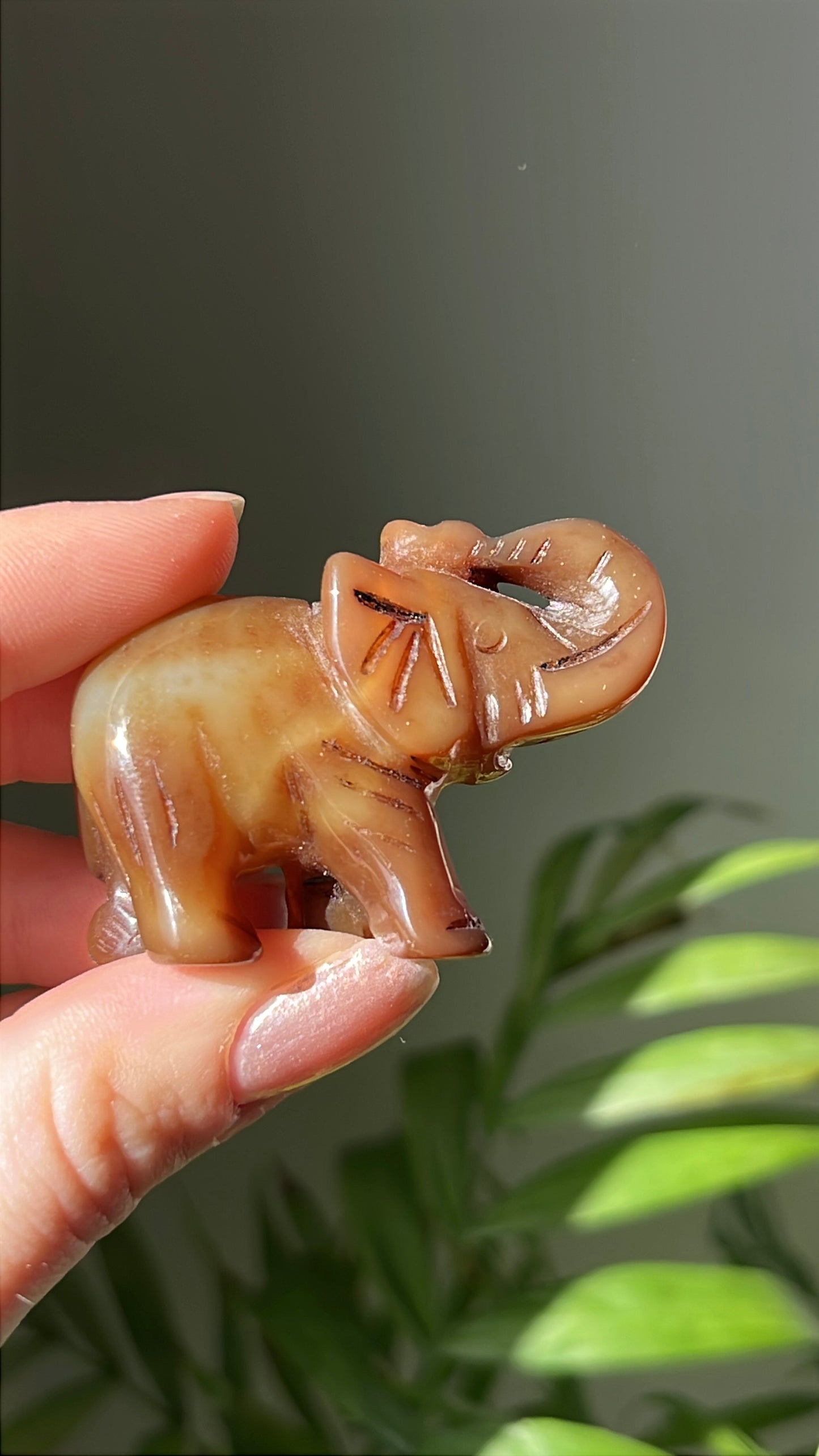 Bruine olifant #01 links