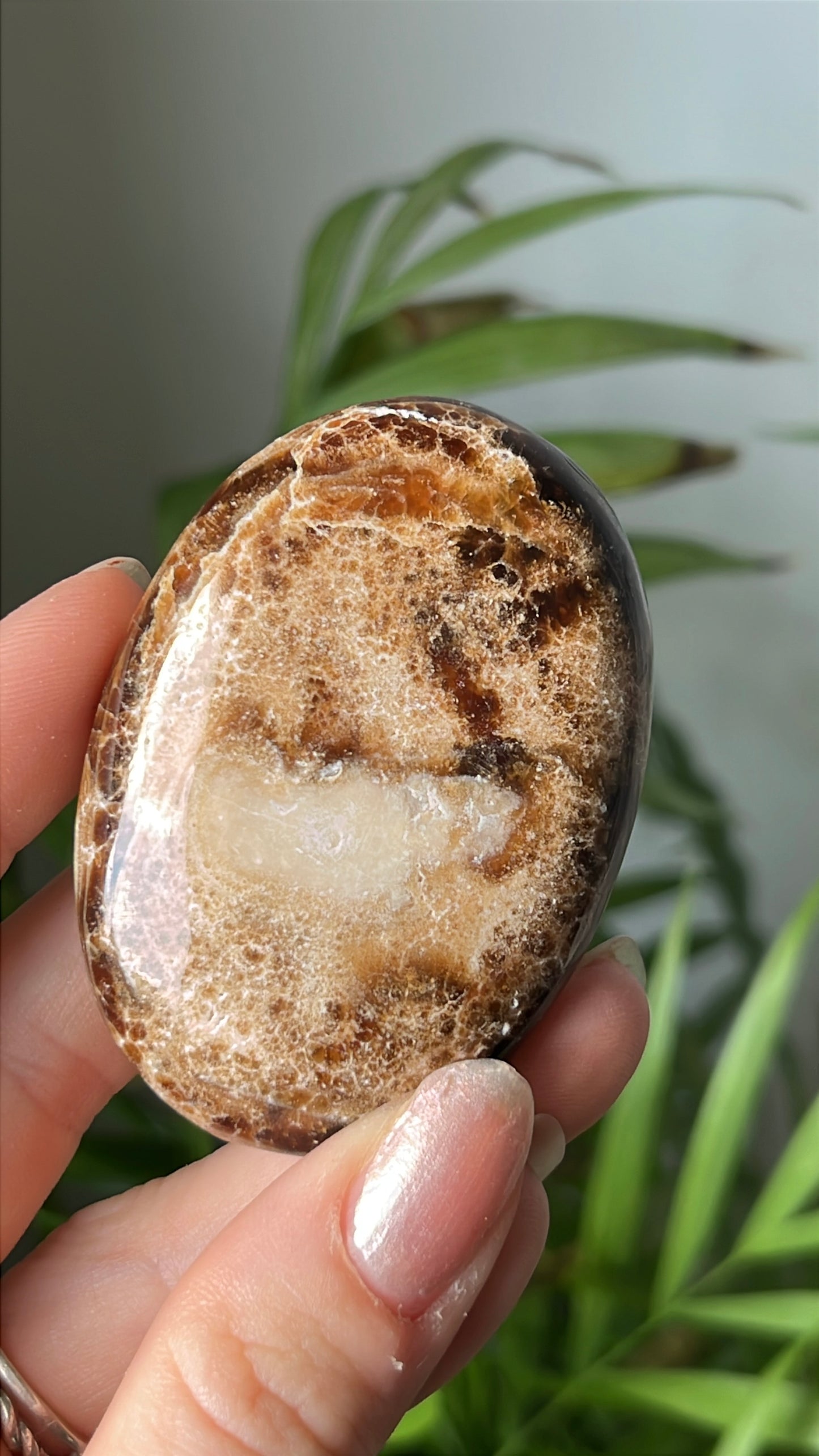 Aragoniet palmsteen