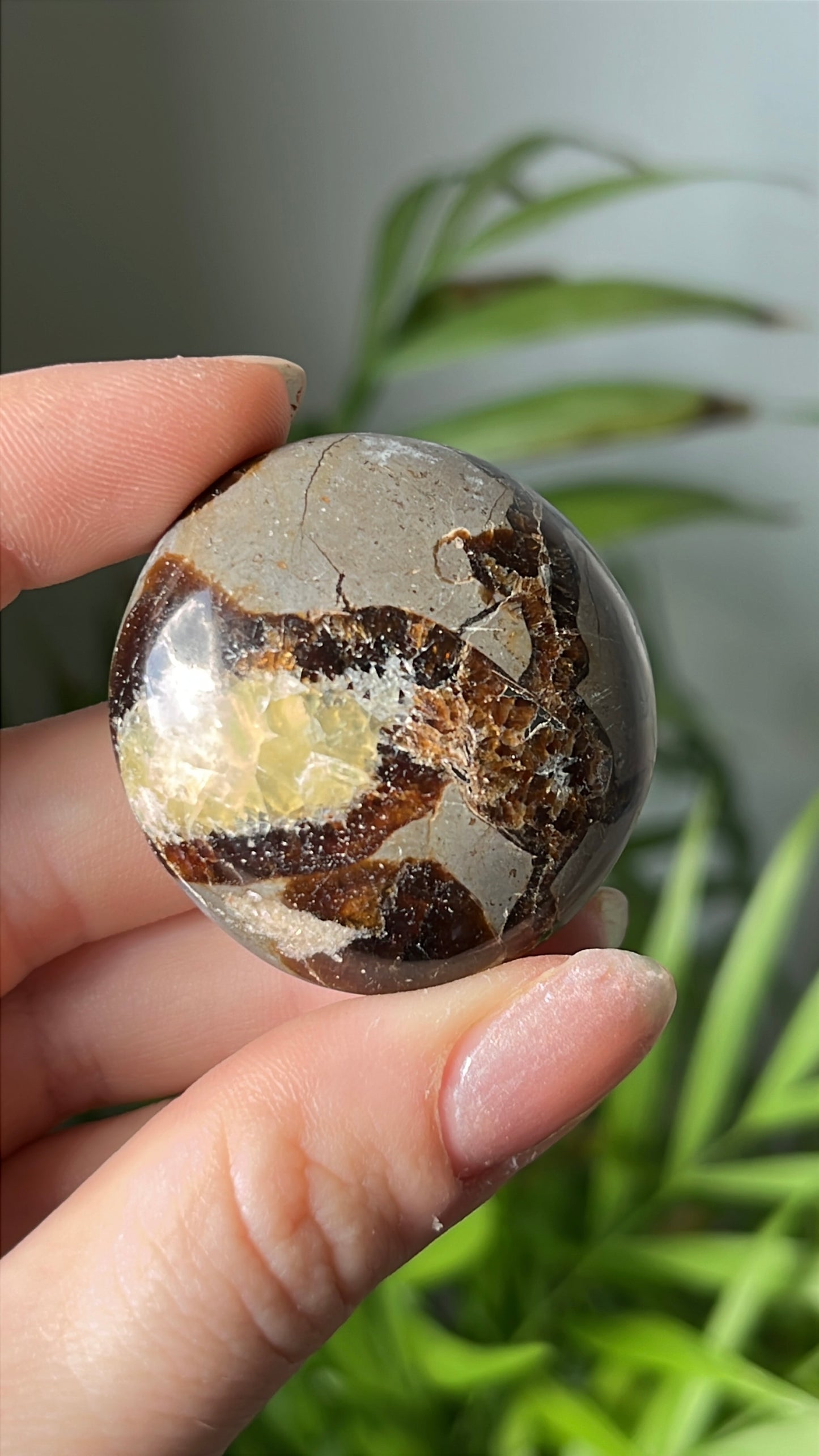 Septarie palmsteen