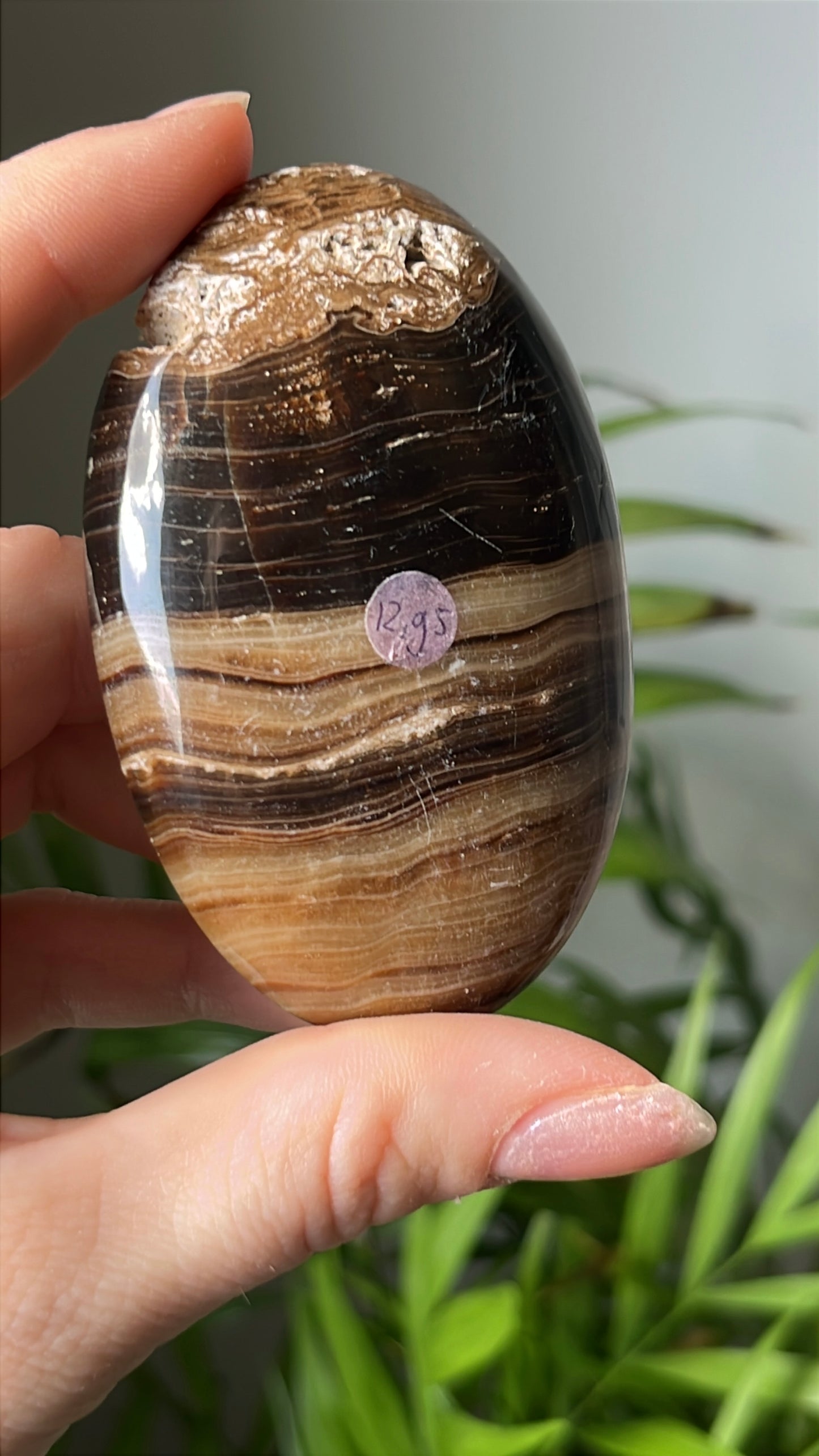 Aragoniet palmsteen #02