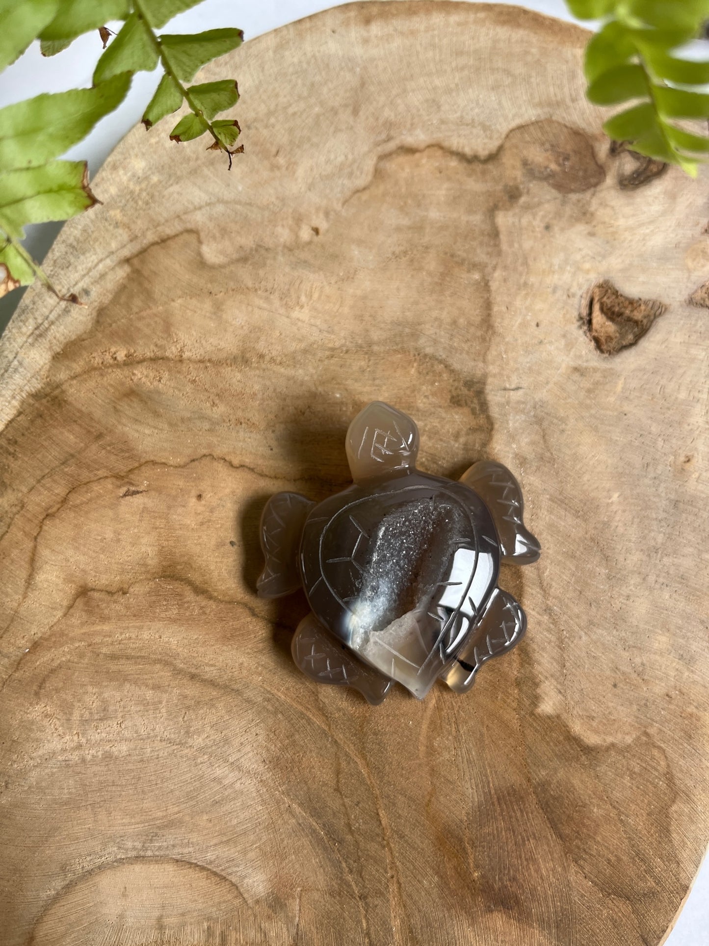Agaat schildpad druzy #01