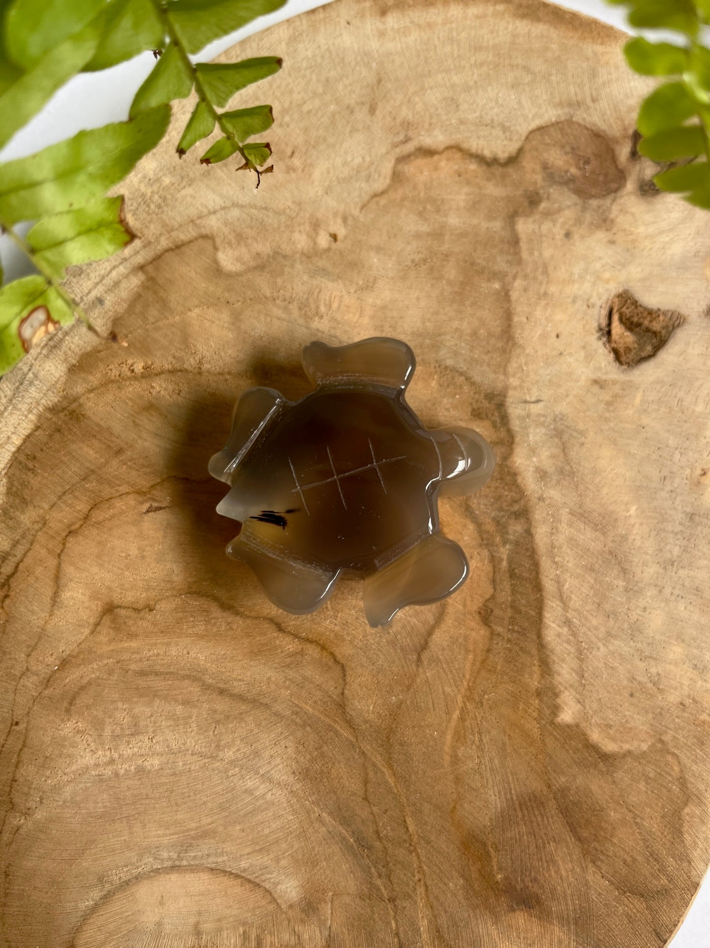Agaat schildpad druzy #01
