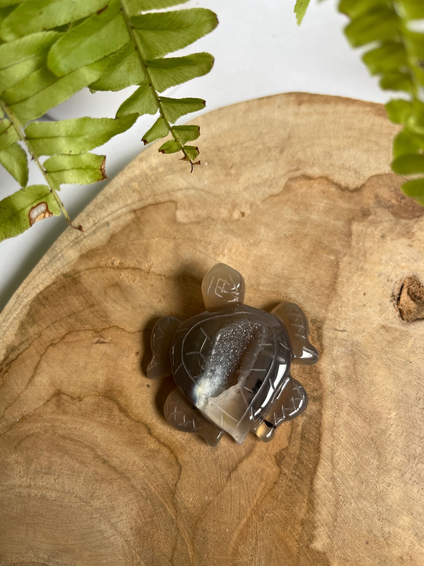 Agaat schildpad druzy #01