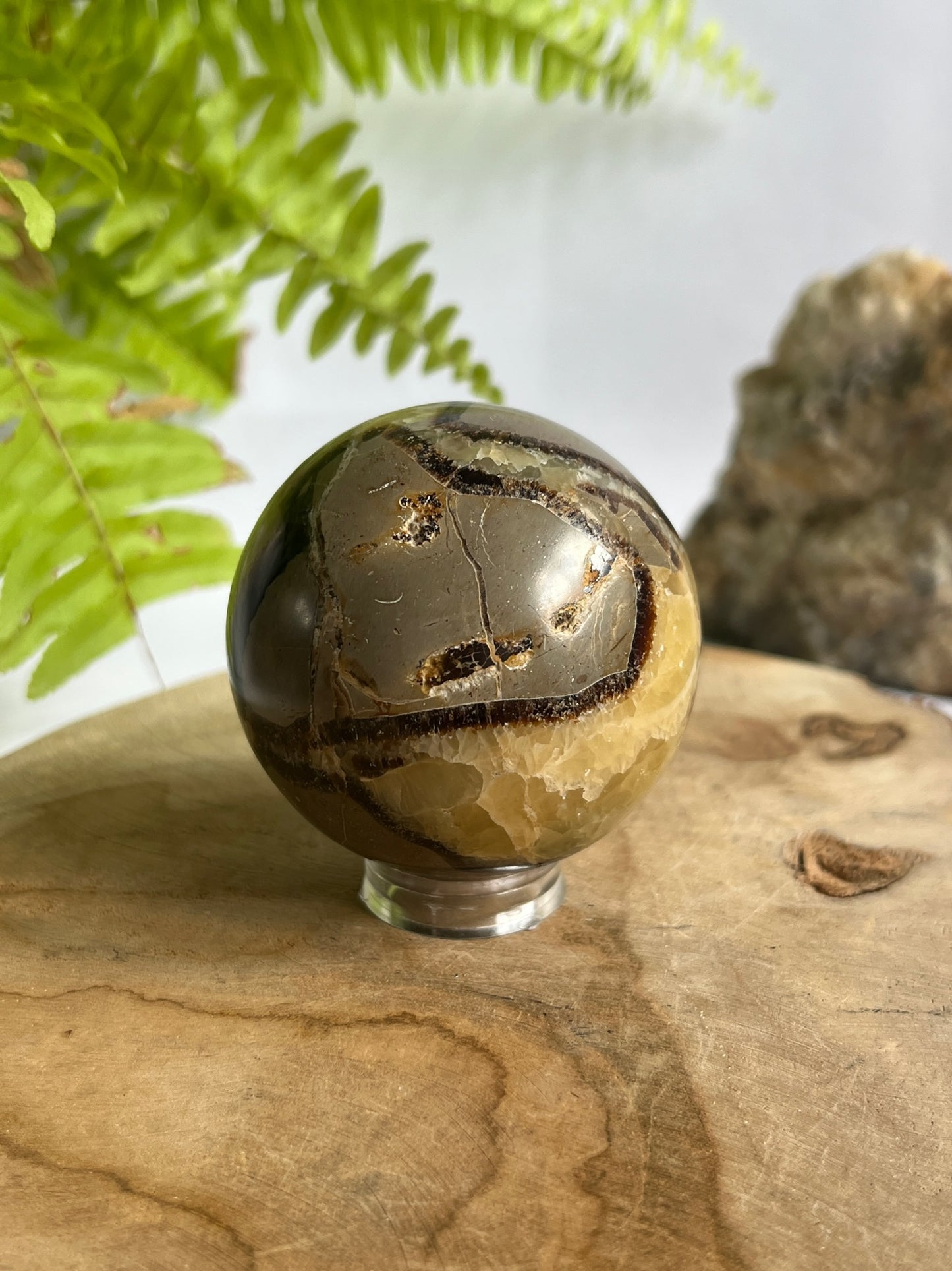 Septaria bol