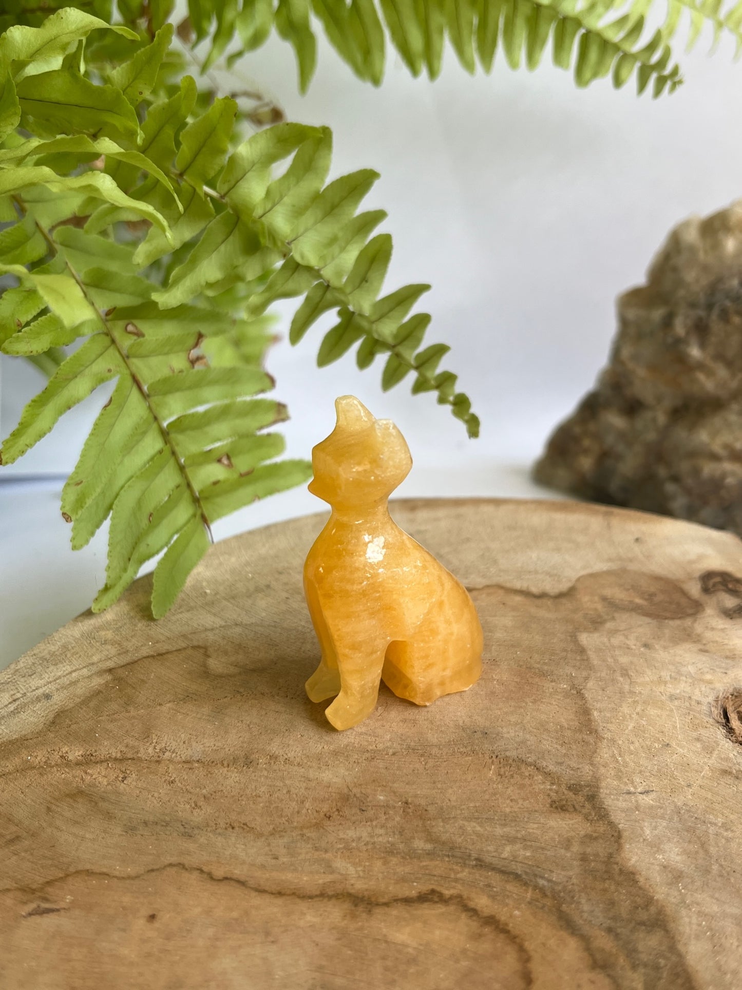 Kat Oranje Calciet