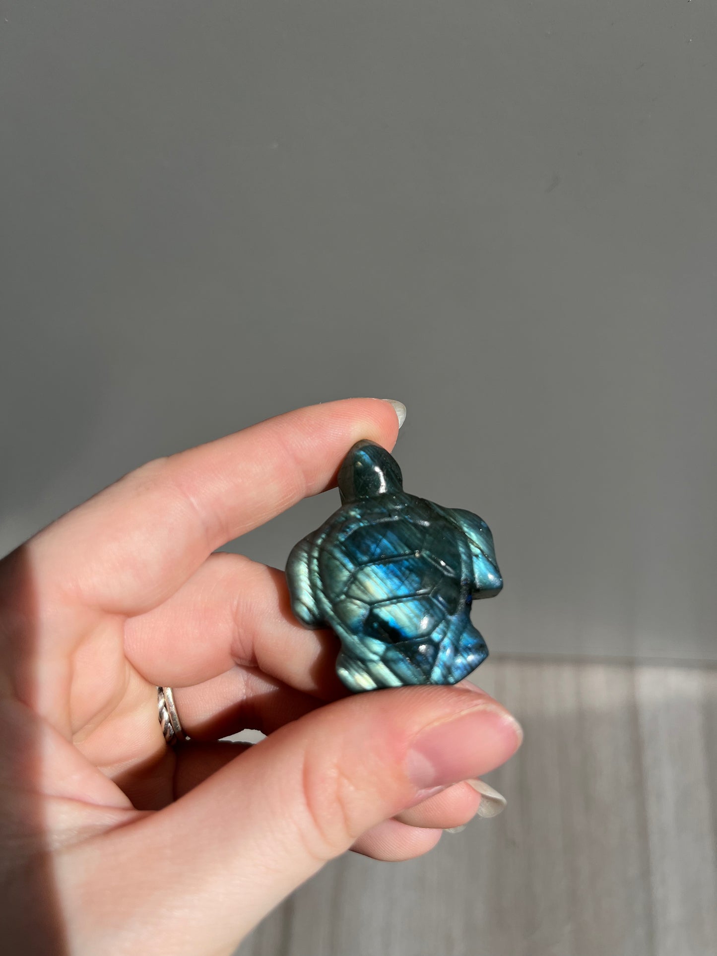 Labradoriet schildpad blauw