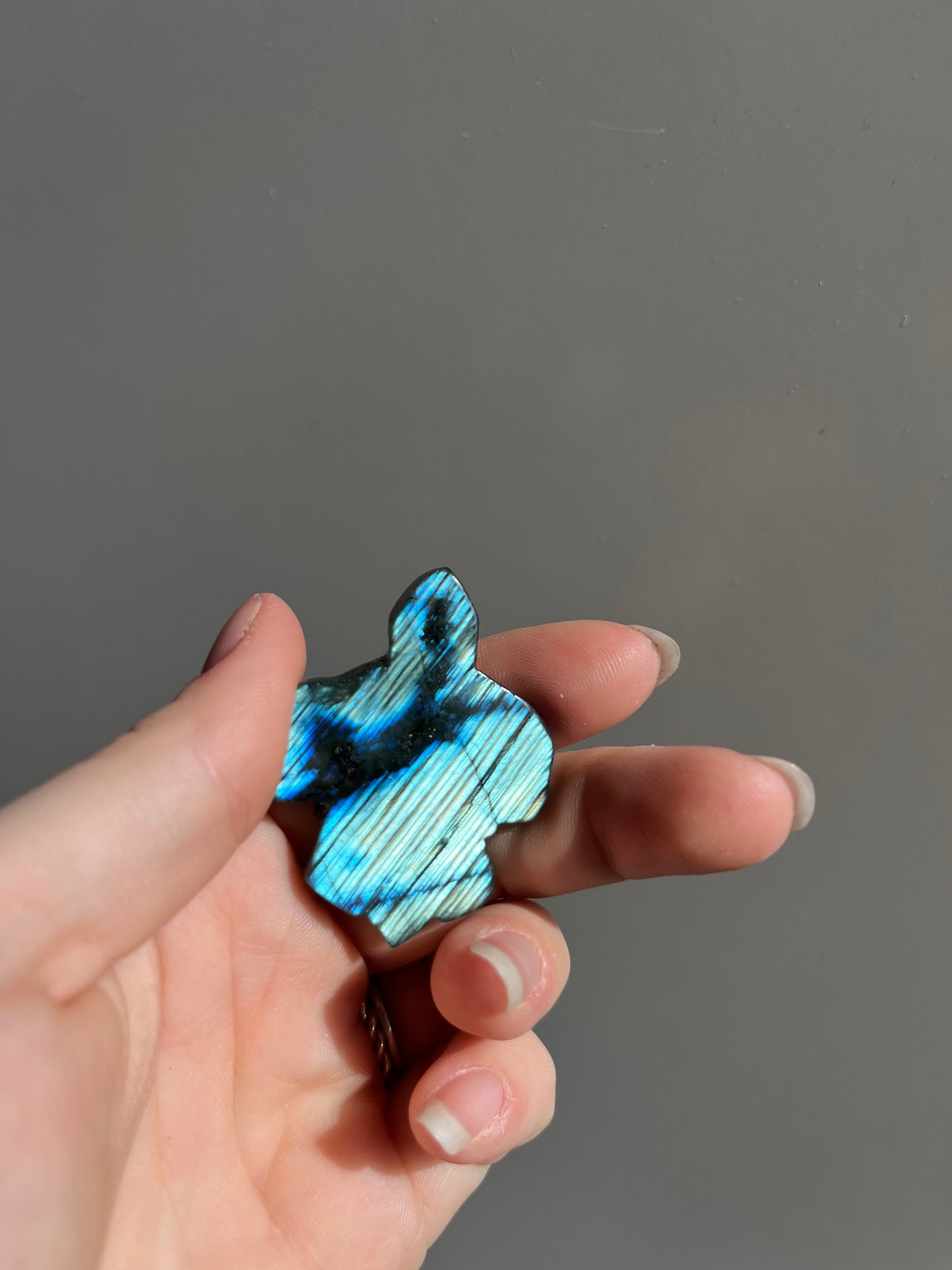 Labradoriet schildpad blauw