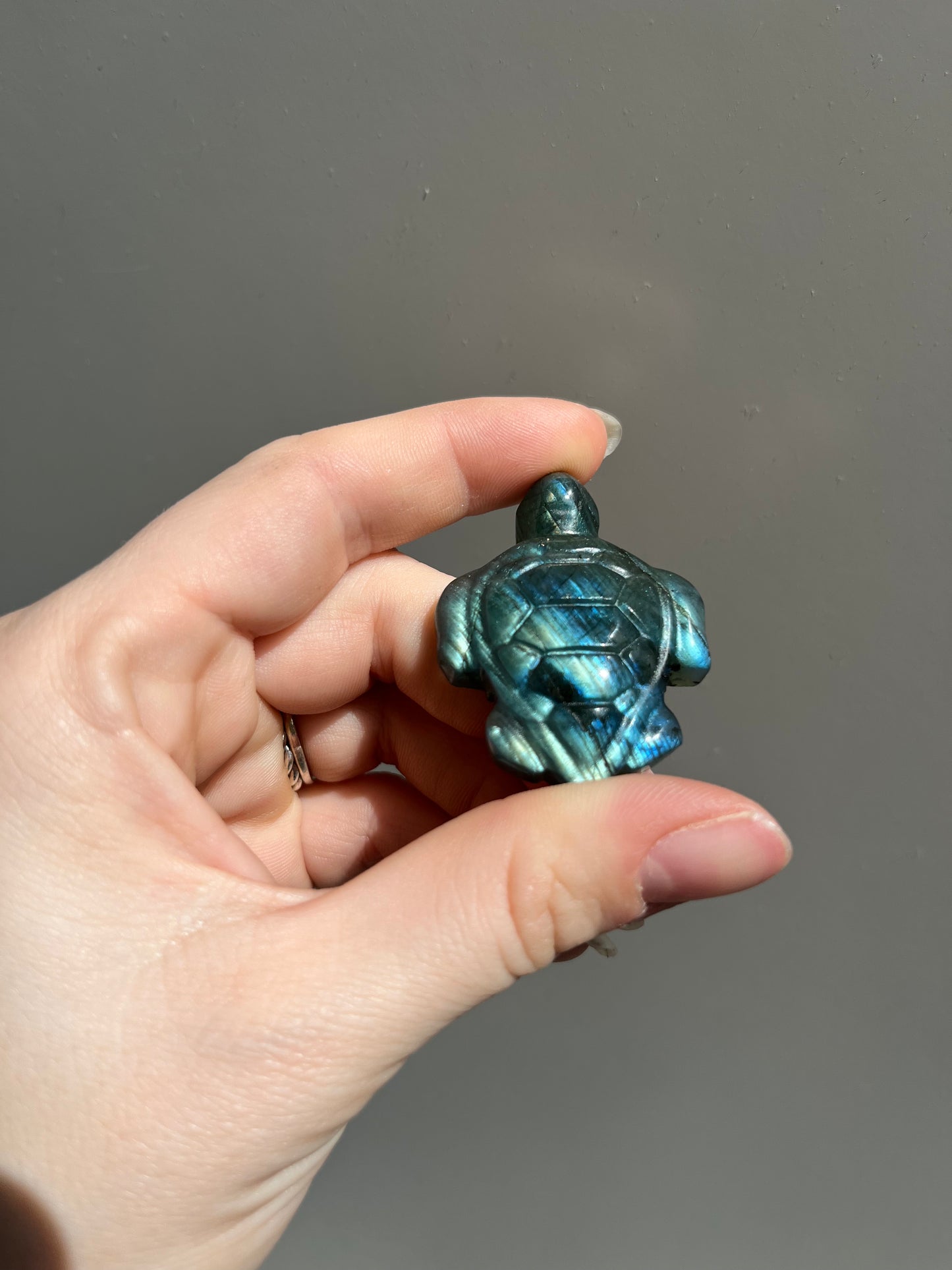 Labradoriet schildpad blauw