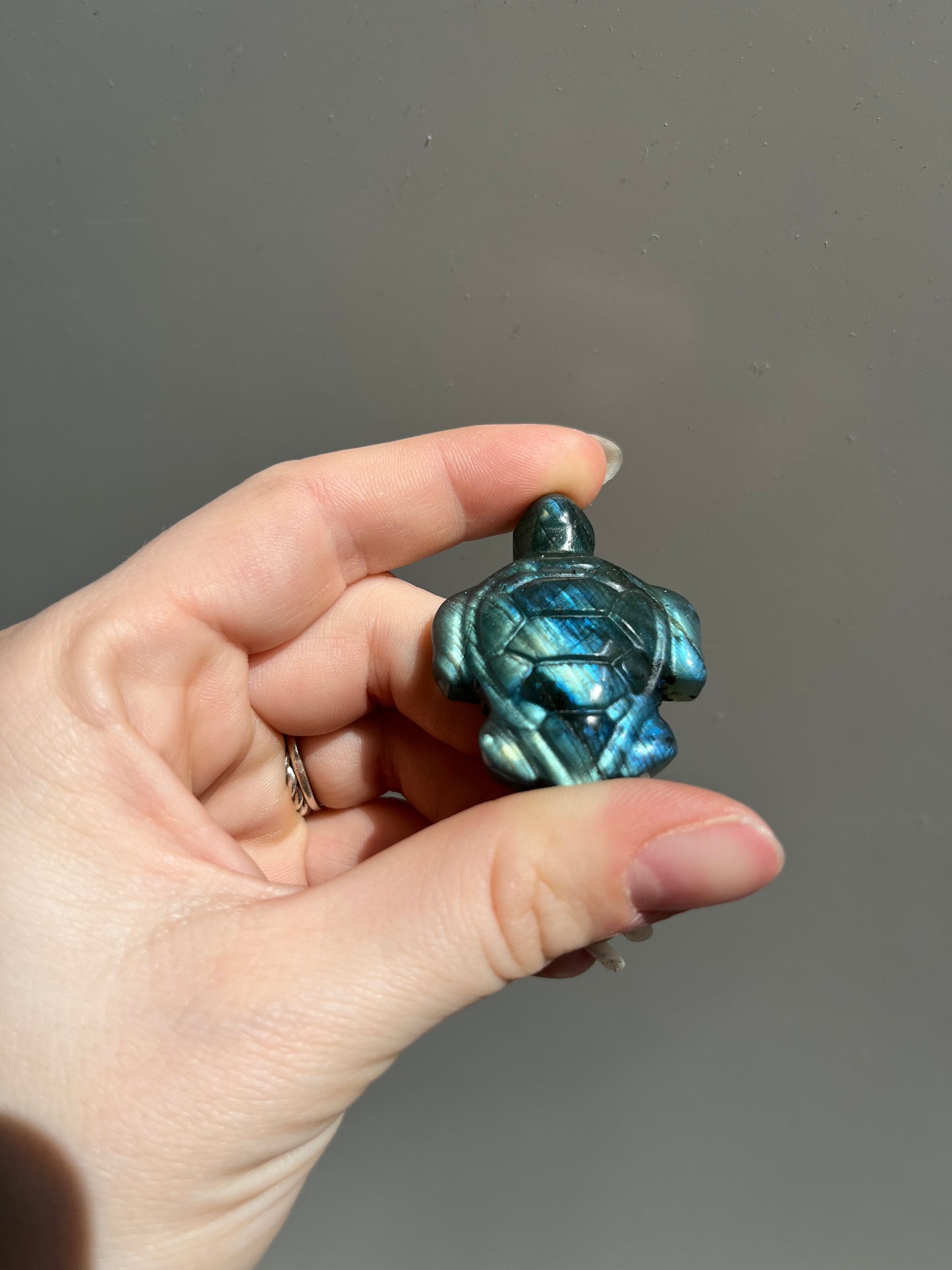 Labradoriet schildpad blauw