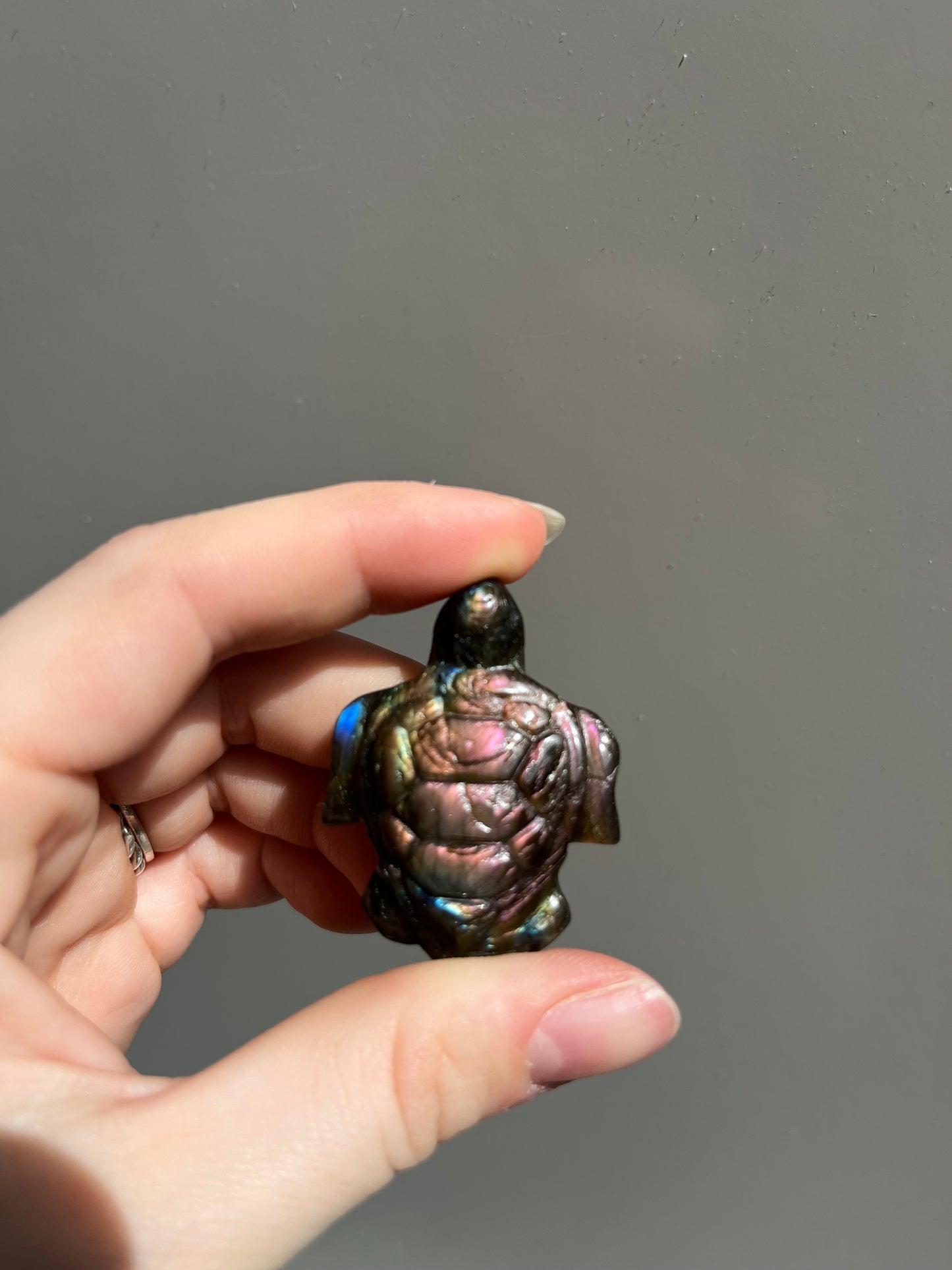 Labradoriet schildpad roze