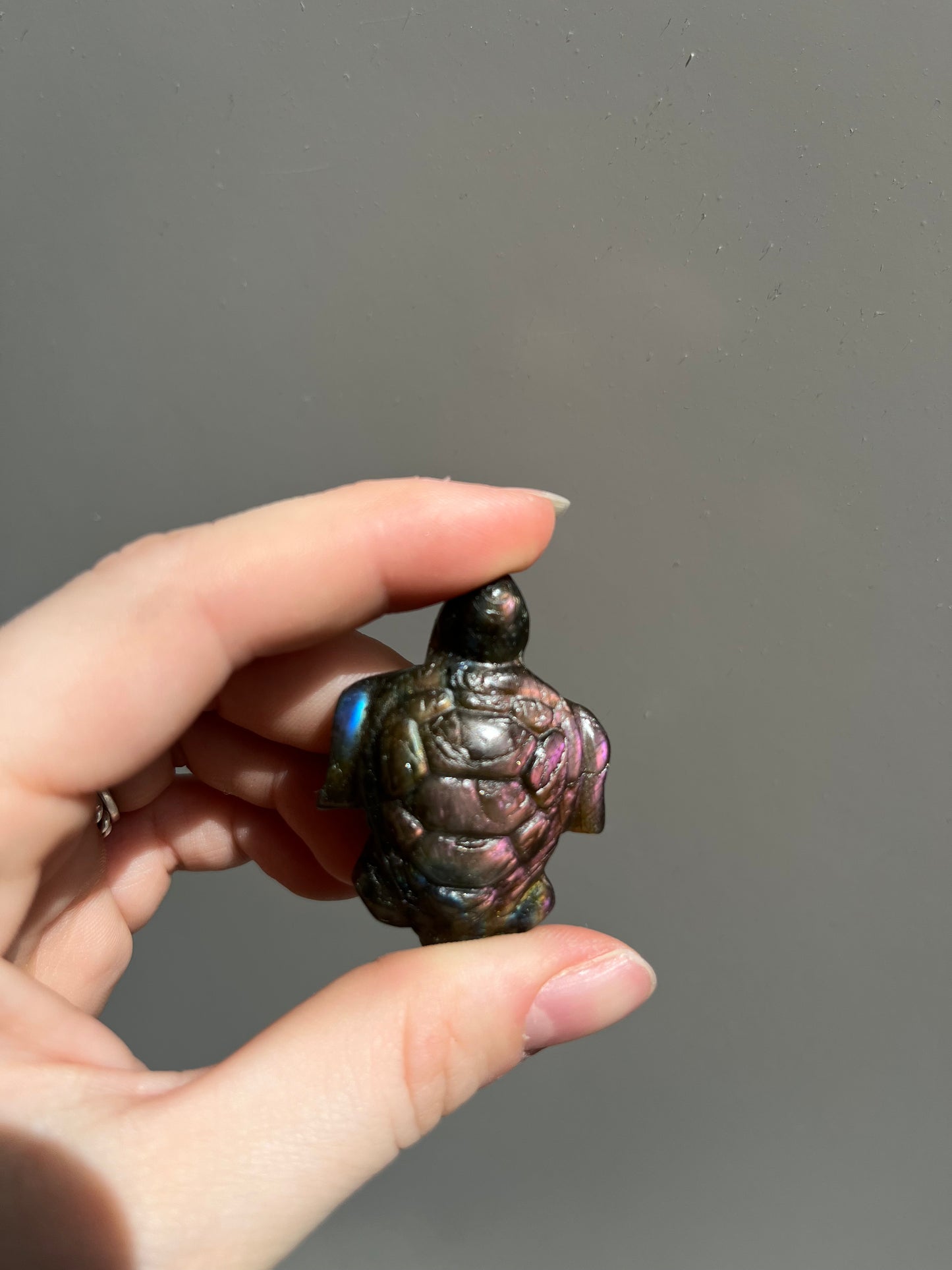 Labradoriet schildpad roze