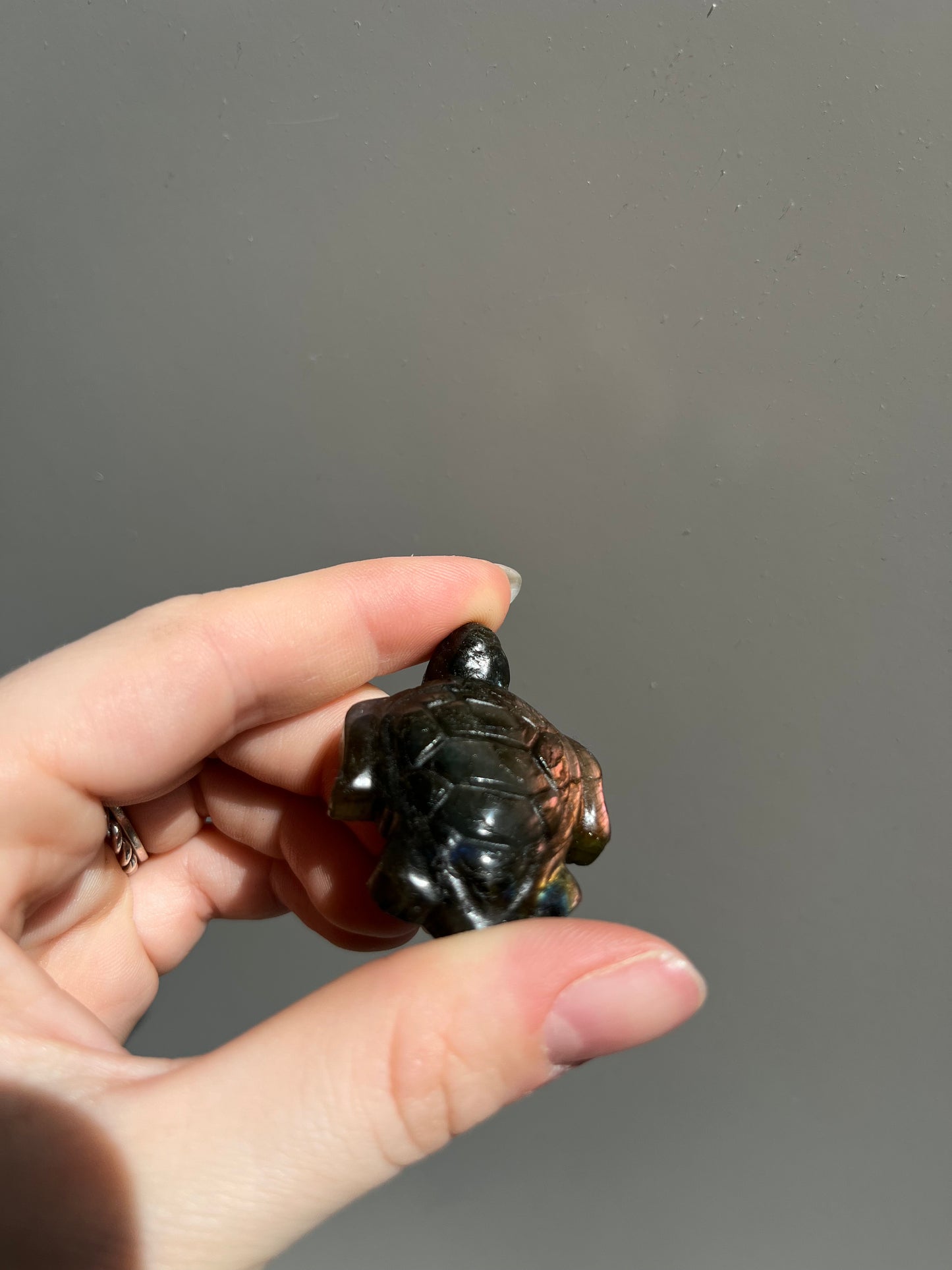 Labradoriet schildpad roze
