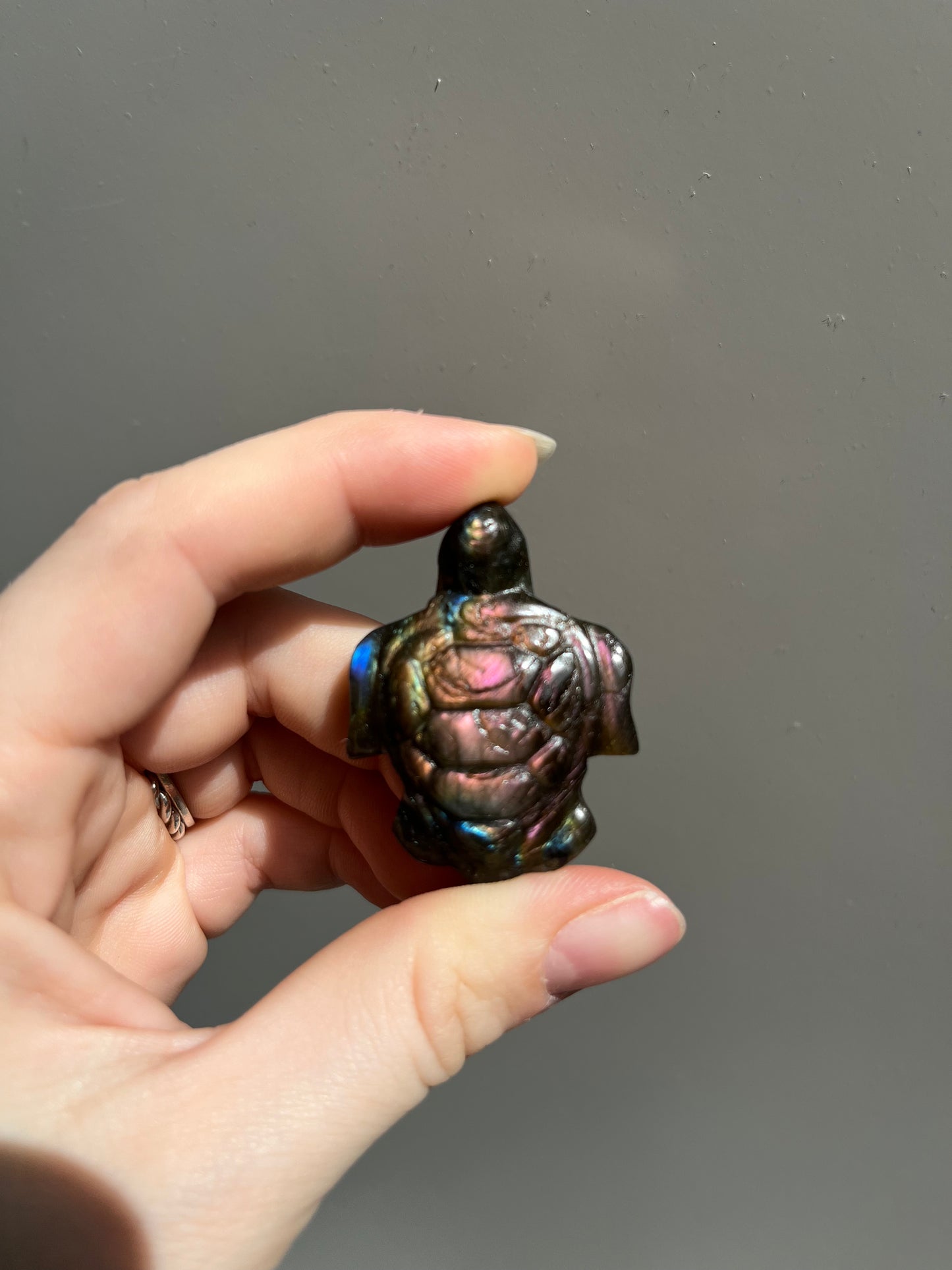 Labradoriet schildpad roze