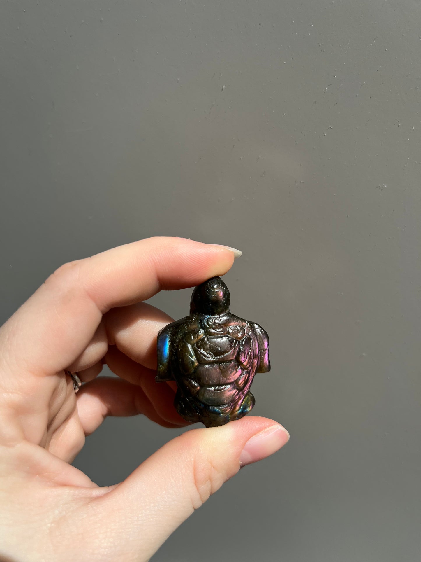 Labradoriet schildpad roze