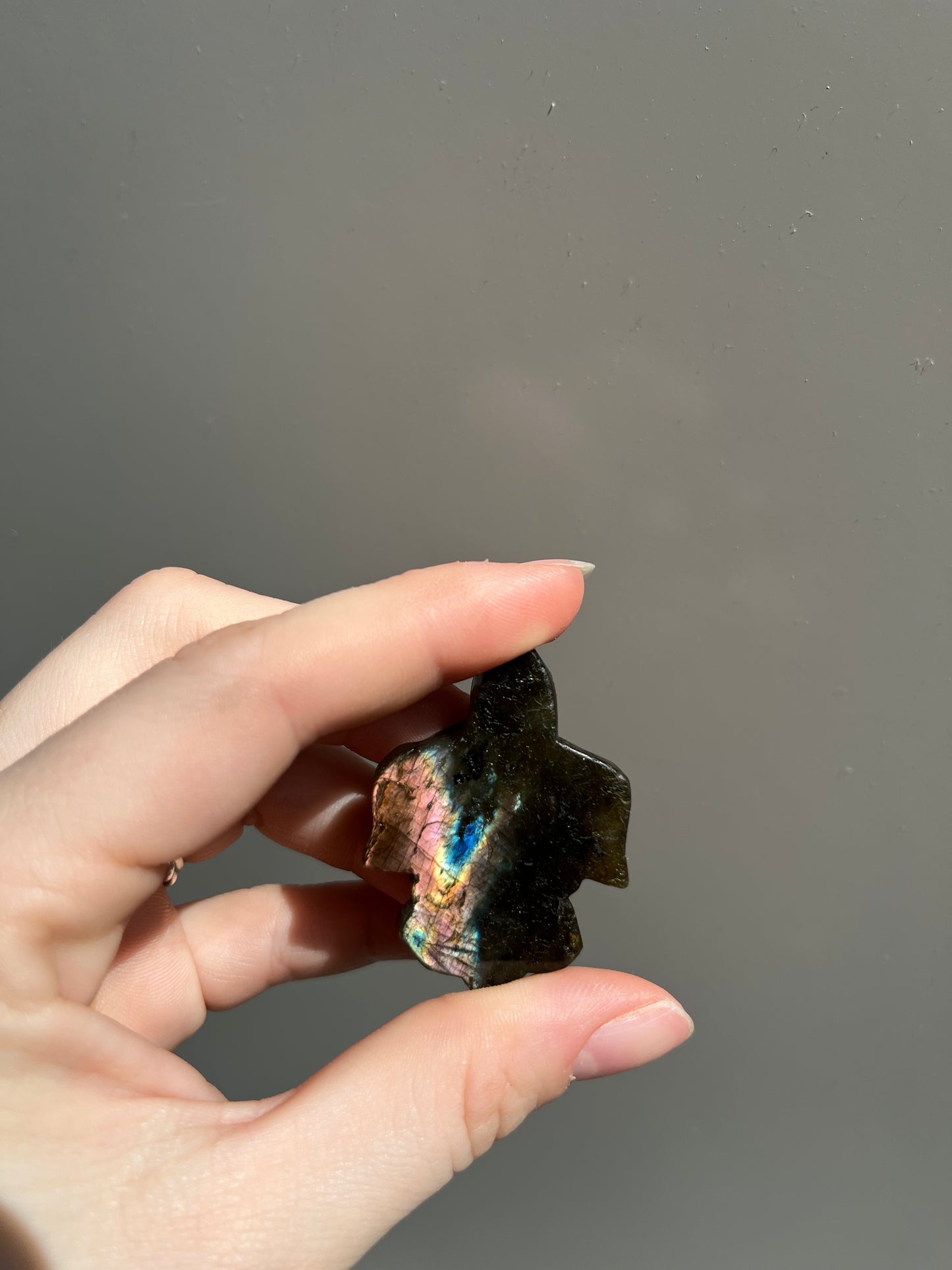 Labradoriet schildpad roze