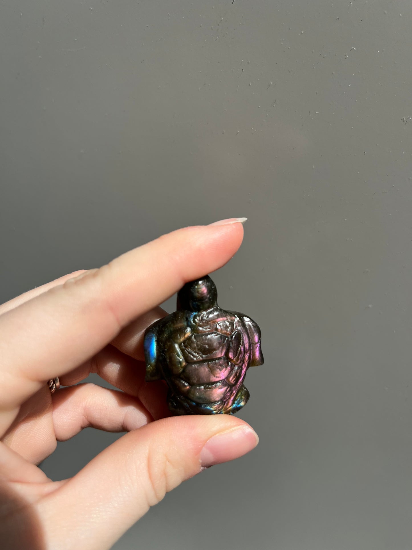 Labradoriet schildpad roze