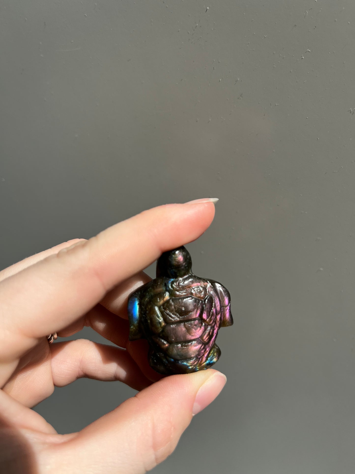 Labradoriet schildpad roze