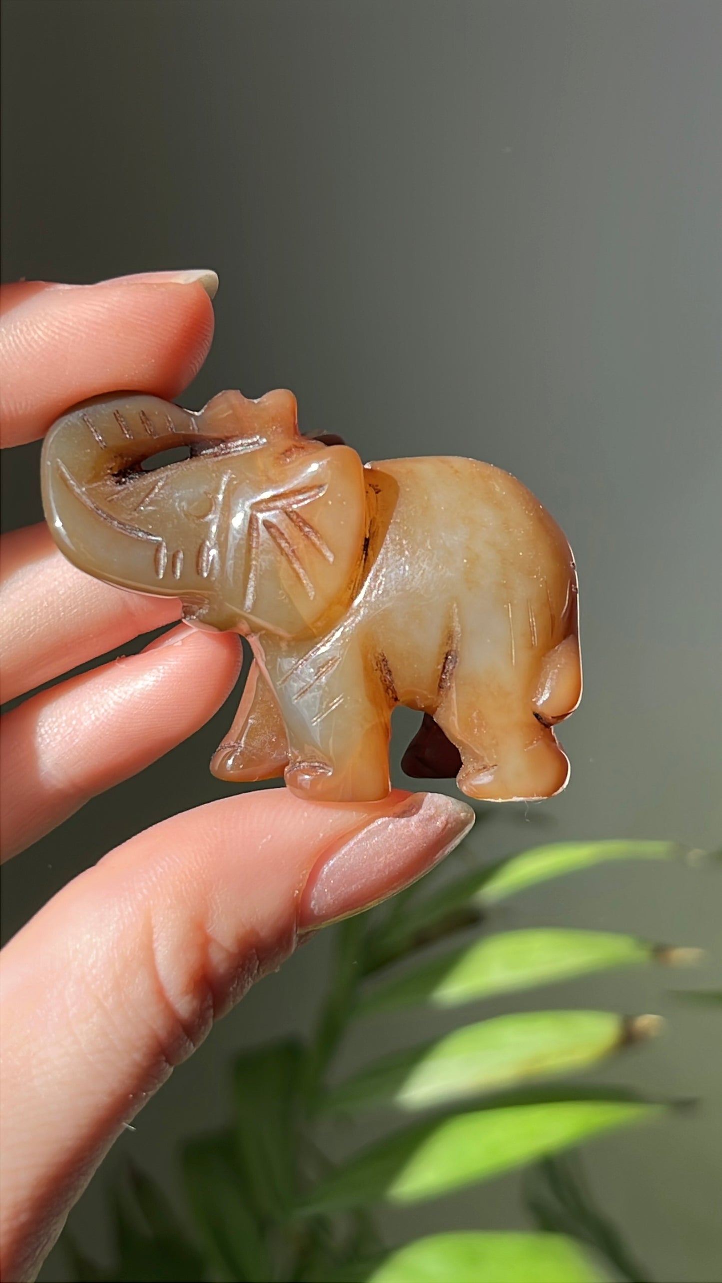 Bruine olifant #01 links