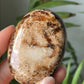 Aragoniet palmsteen
